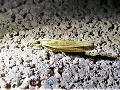 Fissicrambus profanellus