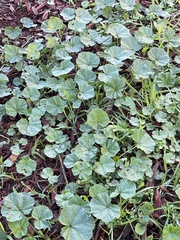 Malva