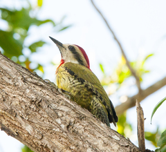 Xiphidiopicus percussus