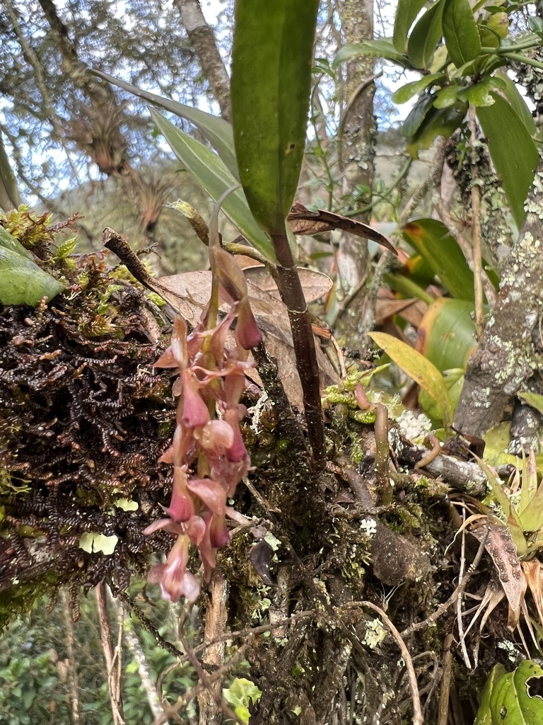 Epidendrum karstenii