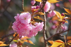 Prunus × lannesiana