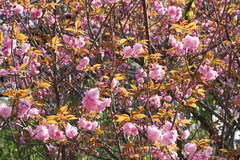 Prunus × lannesiana