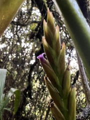 Tillandsia denudata