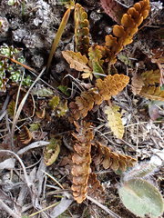 Anisotome flexuosa