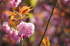 Prunus × lannesiana