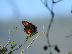 Limenitis archippus obsoleta
