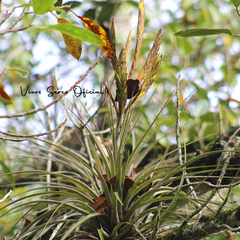 Tillandsia inopinata
