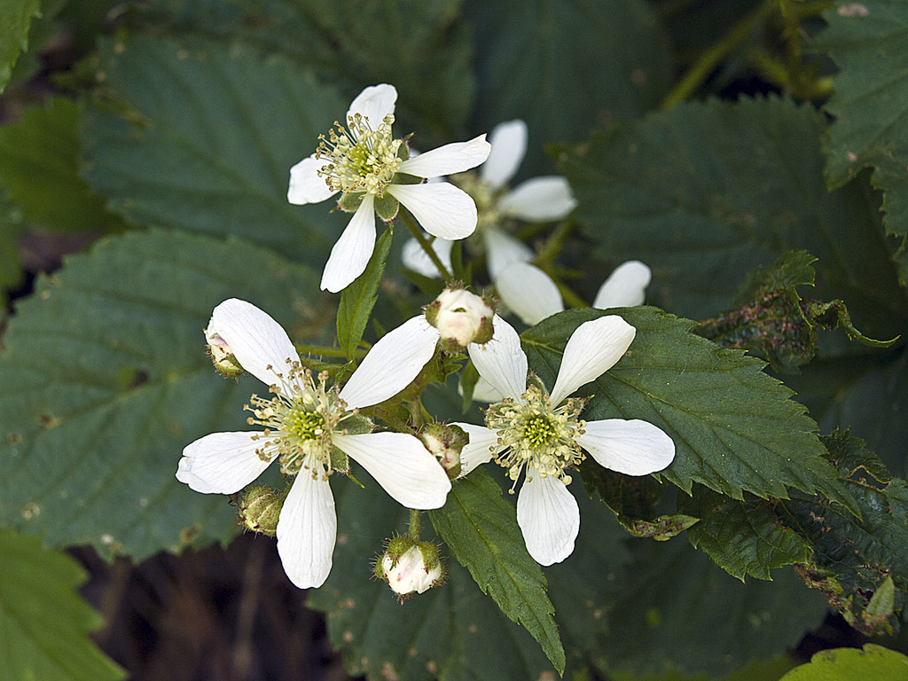Green Mountain Blackberry (Rubus of Minnesota) · iNaturalist