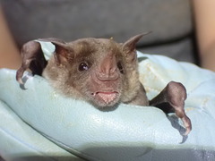 Phyllostomus discolor