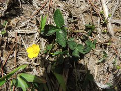 Potentilla freyniana