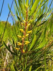 Persoonia comata
