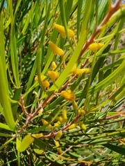Persoonia comata