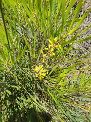 Persoonia comata