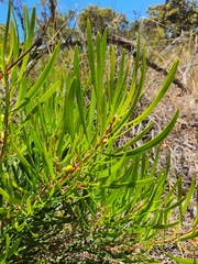 Persoonia comata