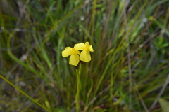 Xyris desquamata