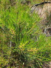 Persoonia comata