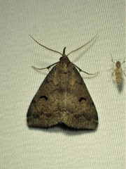 Phalaenostola hanhami