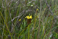 Xyris desquamata