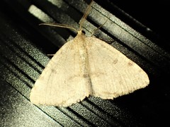 Macaria sulphurea