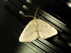 Macaria sulphurea