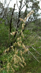 Melica nitens