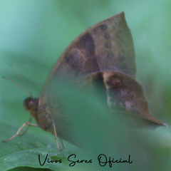 Taygetis nympha