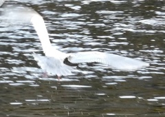 Larus glaucoides