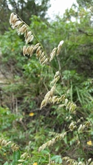 Melica nitens
