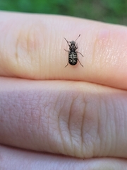 Cacephatus