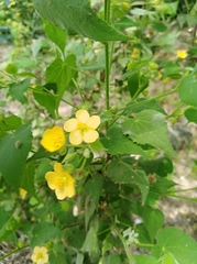 Abutilon viscosum