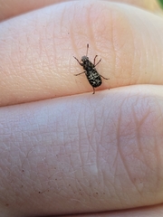 Cacephatus