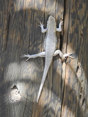 Sceloporus edbelli