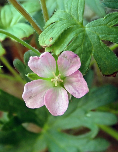 Solander's geranium (Geranium solanderi)