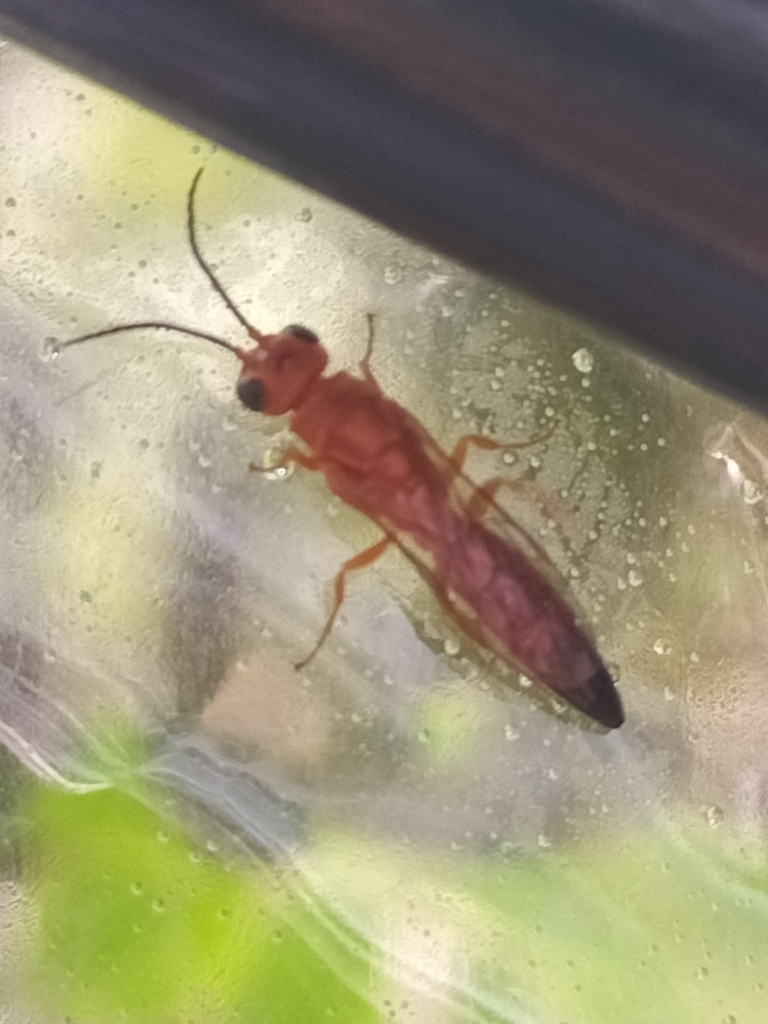 Eirone castaneiceps