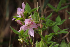 Rhododendron macrosepalum