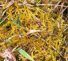 Thuidiopsis sparsa
