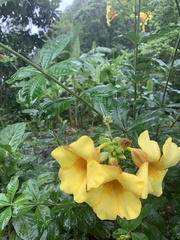 Allamanda schottii