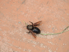 Xylocopa californica arizonensis