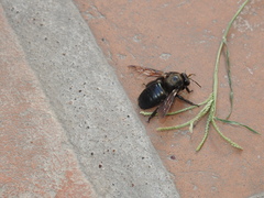 Xylocopa californica arizonensis