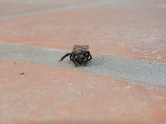 Xylocopa californica arizonensis