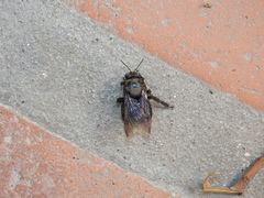 Xylocopa californica arizonensis