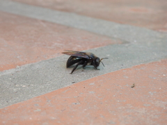 Xylocopa californica arizonensis