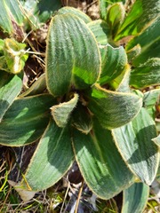 Celmisia verbascifolia