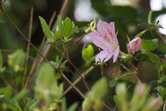 Rhododendron macrosepalum