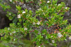 Myrtastrum rufopunctatum