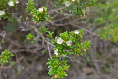 Myrtastrum rufopunctatum