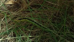 Dendrelaphis marenae