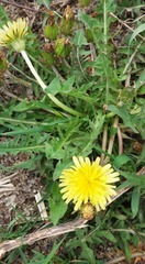 Taraxacum mongolicum