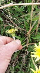 Taraxacum mongolicum