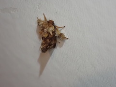 Isochaetes rufescens